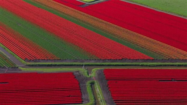 Aerial view of vibrant tulip fields with red and orange rows Netherlands. Aerial view of vibrant tulip fields with red and orange rows Netherlands.