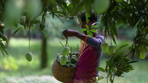 View of a man harvesting green mangoes in an orchard Bangladesh.