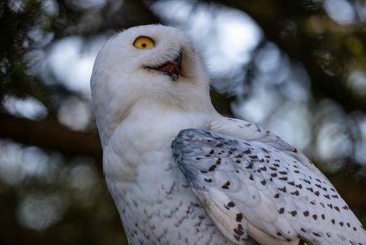 View of a snowy owl with white plumage and yellow eyes perched against a blurred forest background in Selestat Grand Est France.