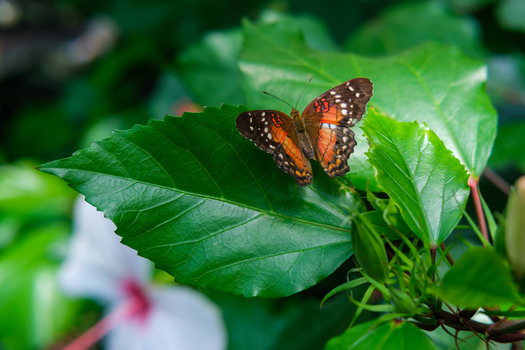 Vienna Austria 28 April 2026 View of a brown and orange butterfly resting on a vibrant green leaf inside the Schmetterlinghaus. Vienna Austria 28 April 2026 View of a brown and orange butterfly resting on a vibrant green leaf inside the Schmetterlinghaus.