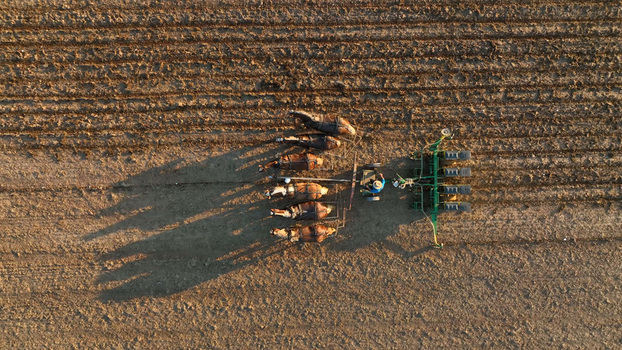 Aerial view of an Amish farmer plowing a field with a team of horses in Bird in Hand Pennsylvania United States.