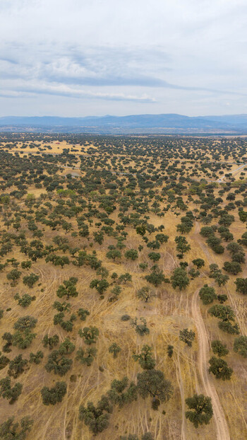 Aerial view of the dehesa landscape with scattered oak trees dry golden grass and winding dirt tracks under a cloudy sky in Navalmoral de la Mata Extremadura Spain.