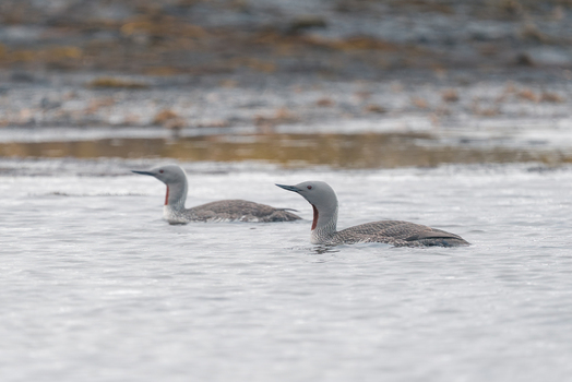 Svalbard and Jan Mayen 27 July 2025 View of two red throated loons swimming in calm water with a rocky shoreline in the background. Svalbard and Jan Mayen 27 July 2025 View of two red throated loons swimming in calm water with a rocky shoreline in the background.