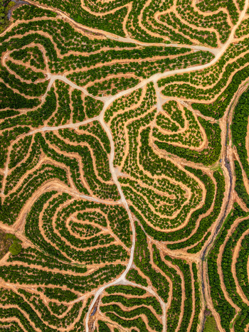 Aerial view of winding rows of fruit trees in an orchard with dirt paths in Andalusia Spain. Aerial view of winding rows of fruit trees in an orchard with dirt paths in Andalusia Spain.