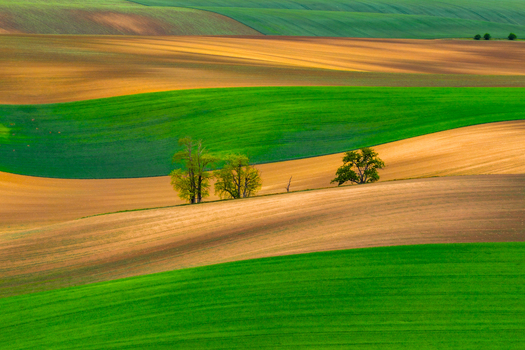 Aerial view of rolling agricultural fields with vibrant green and brown patterns and small clusters of trees in Cejkovice South Moravian Region Czechia.