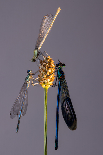 View of three damselflies with metallic blue and translucent wings perched on a plant seed head against a soft neutral background in Wittenheim Grand Est France.