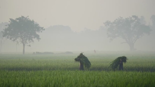 View of farmers carrying crops in a misty field Bangladesh.