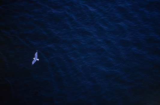 View of a white seagull flying over the deep blue rippling water of the Baltic Sea near the Port of Helsinki Uusimaa Finland. View of a white seagull flying over the deep blue rippling water of the Baltic Sea near the Port of Helsinki Uusimaa Finland.