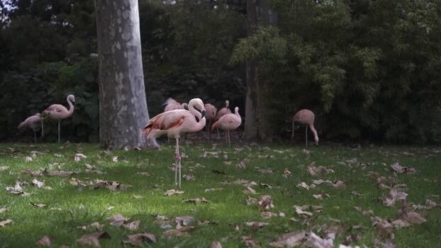 View of pink flamingos standing on a grassy field in Barcelona Spain.