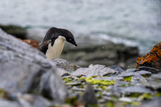 View of an Adelie penguin standing on rocky terrain covered with orange lichen during a light snowfall near the sea in the South Orkney Islands. View of an Adelie penguin standing on rocky terrain covered with orange lichen during a light snowfall near the sea in the South Orkney Islands.