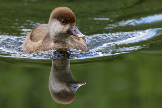 View of a brown duck swimming in calm green water with a clear reflection on the surface in Selestat Grand Est France.