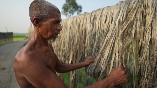 View of a man drying jute fibers in Jamalpur Bangladesh.
