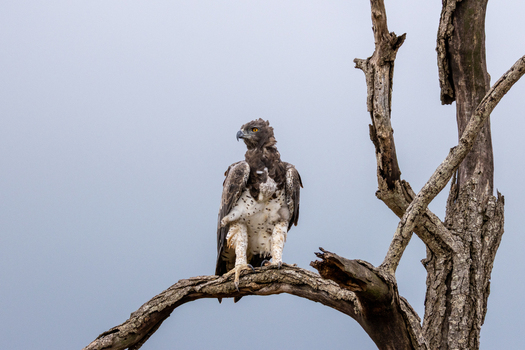 View of a martial eagle perched on a gnarled dead tree branch against an overcast sky in Kruger National Park Hoedspruit Limpopo South Africa. View of a martial eagle perched on a gnarled dead tree branch against an overcast sky in Kruger National Park Hoedspruit Limpopo South Africa.