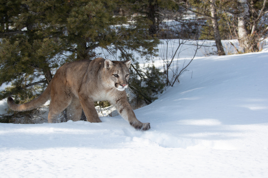 View of a mountain lion walking through deep snow in a forest in the USA. View of a mountain lion walking through deep snow in a forest in the USA.