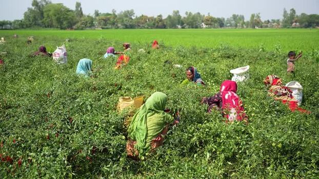 View of women harvesting red chili peppers in Bogura Bangladesh. View of women harvesting red chili peppers in Bogura Bangladesh.