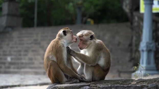 View of two monkeys grooming on a stone wall Sri Lanka. View of two monkeys grooming on a stone wall Sri Lanka.