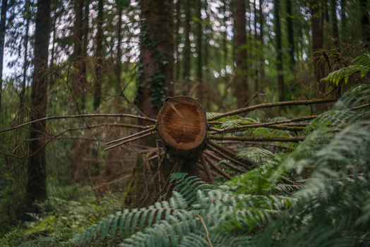 View of a cut tree trunk surrounded by lush green ferns and dense woodland in Deer Park Looe Cornwall United Kingdom. View of a cut tree trunk surrounded by lush green ferns and dense woodland in Deer Park Looe Cornwall United Kingdom.