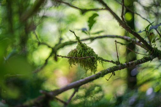 View of vibrant green moss clinging to a tree branch in the lush woodland of Deer Park Looe Cornwall United Kingdom. View of vibrant green moss clinging to a tree branch in the lush woodland of Deer Park Looe Cornwall United Kingdom.
