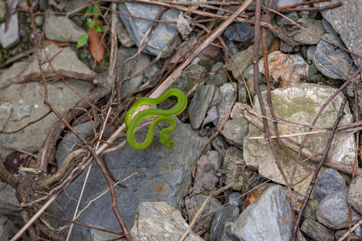 View of a vibrant green snake resting on a branch amidst rocky terrain in Taroko National Park Xiulin Township Hualien County Taiwan.