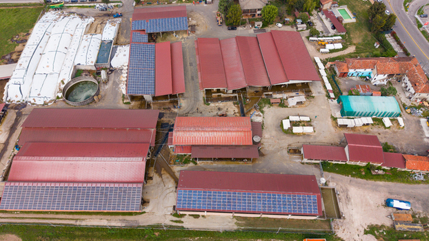Aerial view of a cattle farm with solar panels installed on the red roofs of agricultural buildings in San Giuliano Milanese Lombardy Italy.