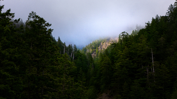 Aerial view of the dense evergreen forest and thick fog rolling over the hills of the Lost Coast in Humboldt County California United States.