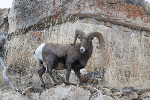 View of a bighorn sheep standing on rocky terrain with dry grass and a rock face in the background in Yellowstone National Park United States. View of a bighorn sheep standing on rocky terrain with dry grass and a rock face in the background in Yellowstone National Park United States.