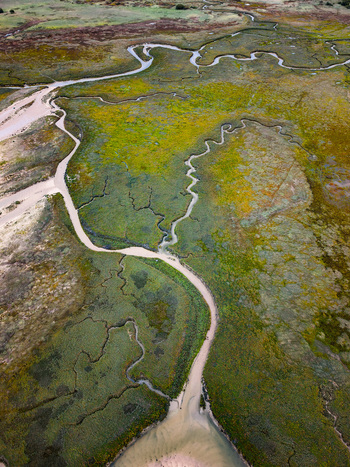 Aerial view of Havre de Gefosses featuring winding tidal channels and lush green marshland vegetation in Geffosses Normandy France.