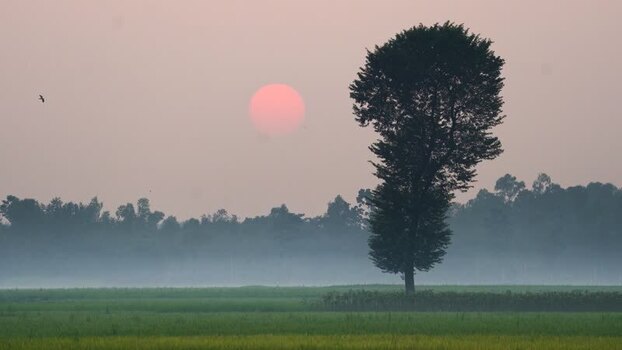 View of a solitary tree in a misty field at sunrise Bangladesh. View of a solitary tree in a misty field at sunrise Bangladesh.