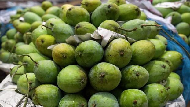 View of fresh green mangoes at a market in Bangladesh. View of fresh green mangoes at a market in Bangladesh.