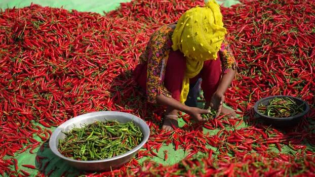 View of a woman sorting red chili peppers in Bogura Bangladesh. View of a woman sorting red chili peppers in Bogura Bangladesh.