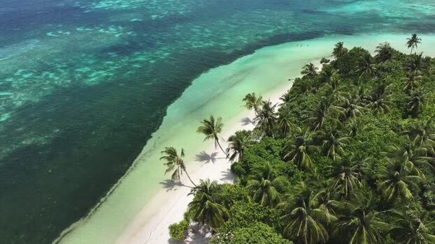 Aerial view of a tropical beach with palm trees and coral reefs Maldives. Aerial view of a tropical beach with palm trees and coral reefs Maldives.