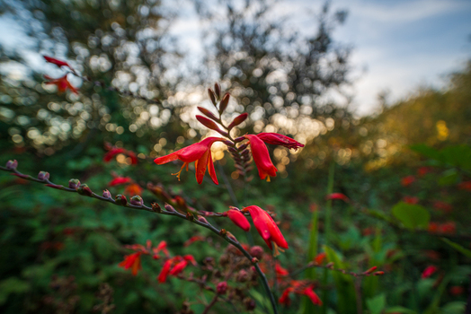 View of vibrant red crocosmia flowers blooming in a garden during the golden hour in Bodmin Cornwall United Kingdom. View of vibrant red crocosmia flowers blooming in a garden during the golden hour in Bodmin Cornwall United Kingdom.