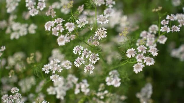 View of coriander flowers blooming in a field Nepal.