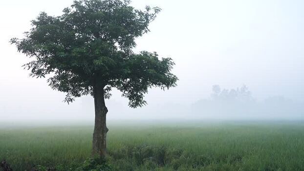 View of a lone tree in a misty field in Bogura Bangladesh.