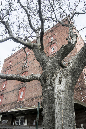View of a large leafless tree with bare branches in front of a historic multi story red brick building in Lincoln Nebraska United States.