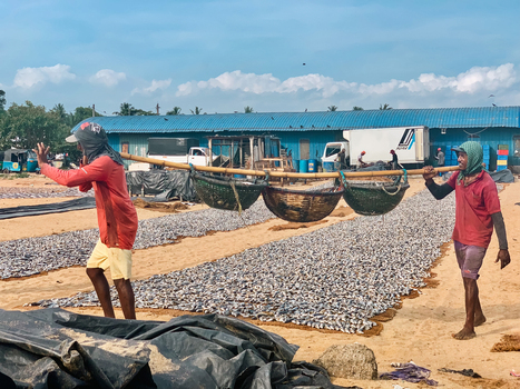 Sri Lanka 19 April 2024 View of two fishermen carrying baskets of fish on a pole with rows of fish drying on the sand.
