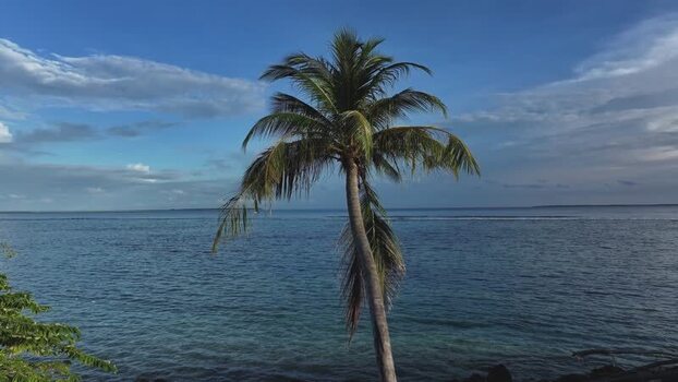 Aerial view of a lone palm tree by the turquoise ocean Maldives. Aerial view of a lone palm tree by the turquoise ocean Maldives.