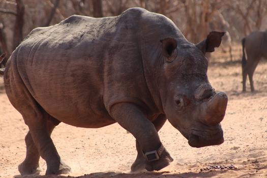 View of a white rhinoceros wearing a tracking collar walking through the dry savanna landscape in Thabazimbi Limpopo South Africa.