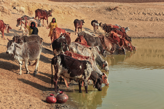 Yazman Punjab Pakistan 19 March 2010 View of Chanan Pir with women herding cattle at a watering hole in the arid landscape.