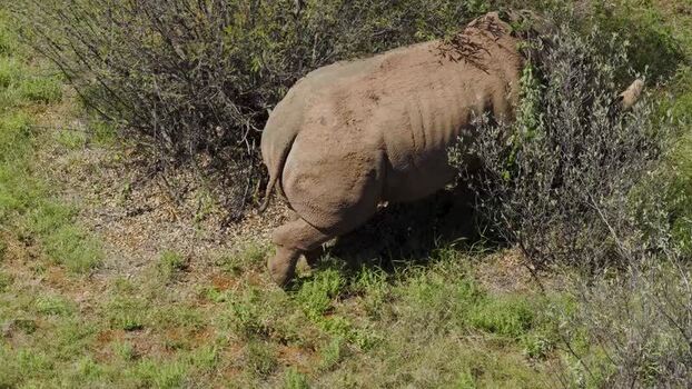 Aerial view of a rhinoceros in the savanna South Africa.