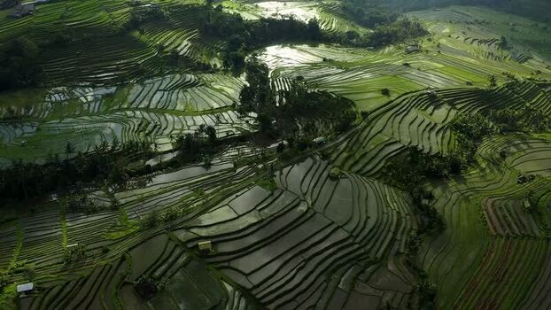 Aerial view of Jatiluwih rice terraces and cascading fields Indonesia.