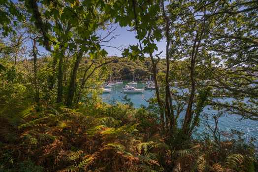 View of boats anchored in the Fowey River framed by lush green trees and ferns on a sunny day in Fowey Cornwall United Kingdom. View of boats anchored in the Fowey River framed by lush green trees and ferns on a sunny day in Fowey Cornwall United Kingdom.