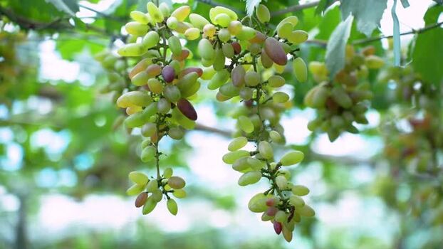 View of ripening grapes hanging from a vine in Bogura Bangladesh. View of ripening grapes hanging from a vine in Bogura Bangladesh.