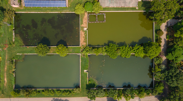Aerial view of a fishing farm with rectangular ponds surrounded by lush green trees and solar panels in Punjab Pakistan. Aerial view of a fishing farm with rectangular ponds surrounded by lush green trees and solar panels in Punjab Pakistan.
