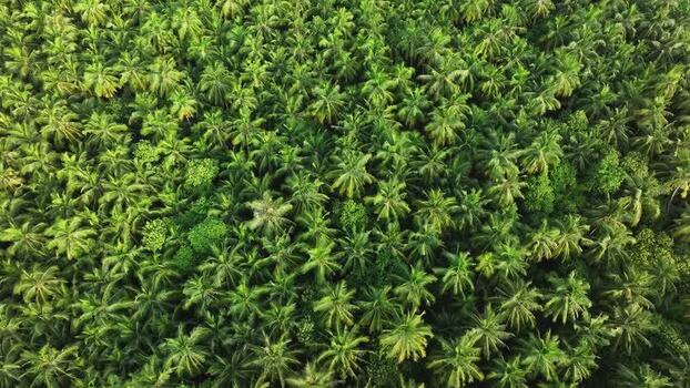 Aerial view of dense palm tree forest and lush tropical canopy in Maldives. Aerial view of dense palm tree forest and lush tropical canopy in Maldives.
