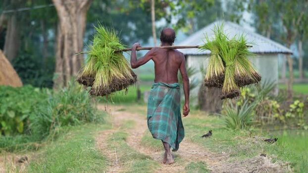 View of a farmer carrying rice seedlings on a pole Bangladesh.