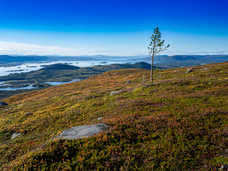Aerial view of Galtispuoda mountain with a lone pine tree rocky terrain and tundra vegetation overlooking distant lakes in Arjeplog Norrbotten County Sweden.