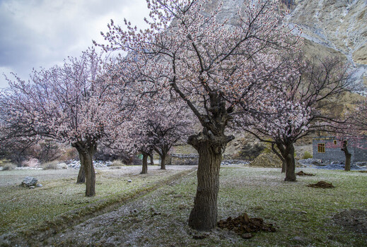 View of blooming apricot trees with pink blossoms in a mountain valley under a cloudy sky Gilgit Baltistan Pakistan.