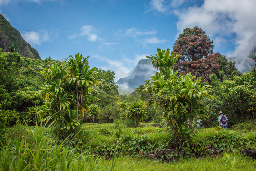 View of the lush tropical landscape of Maui with vibrant green foliage towering mountains partially obscured by clouds and a person walking along a path in Maui County Hawaii United States.