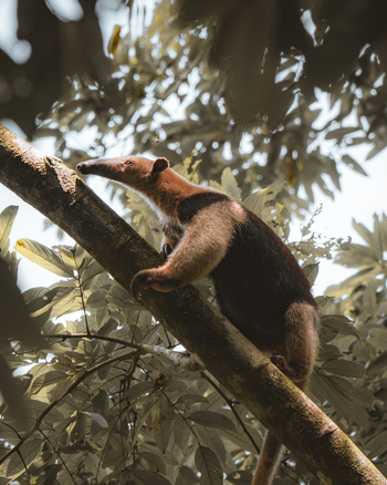 View of a tamandua climbing a tree branch in a lush forest in Costa Rica.